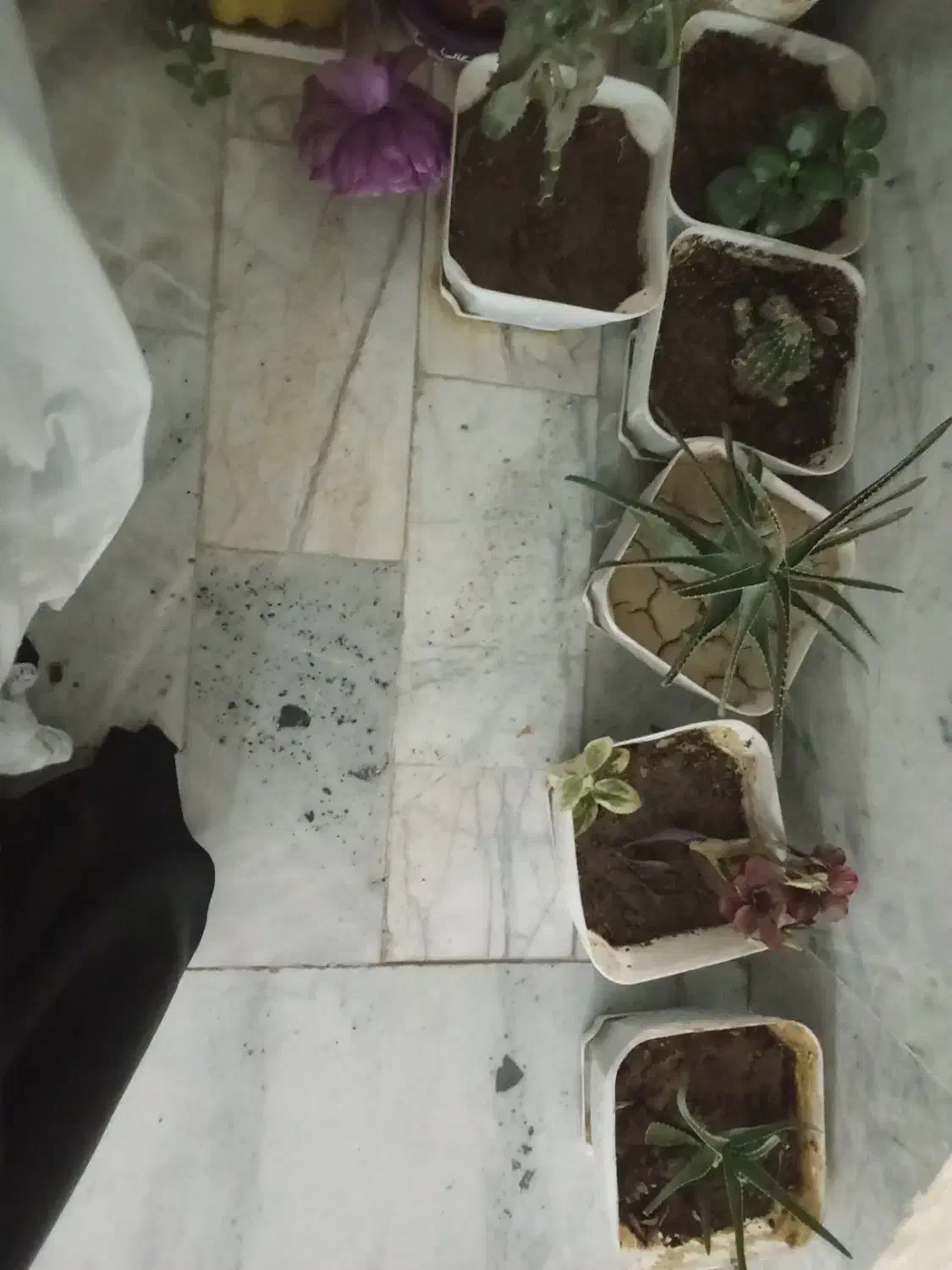 گل طبیعی|گل و گیاه طبیعی|محمدشهر, محمدشهر|دیوار