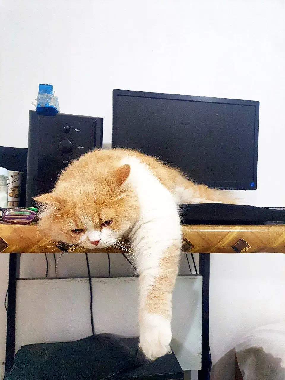 گربه پرشین نر اصیل|گربه|ممقان, |دیوار