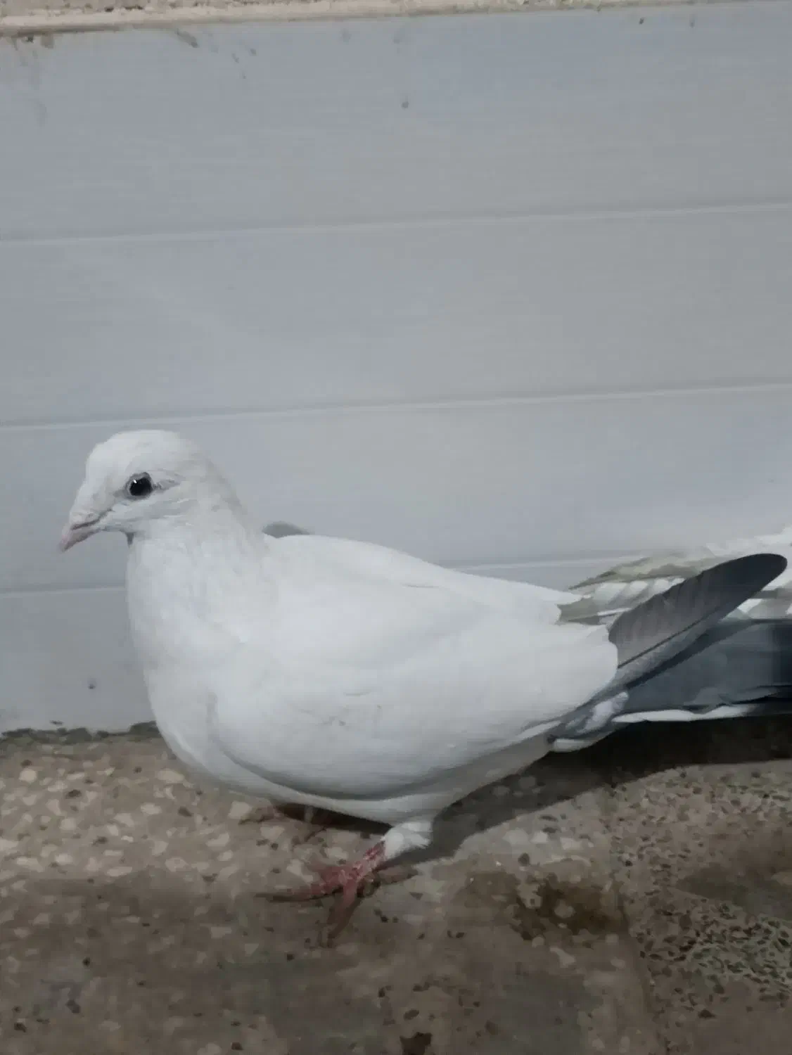 کبوتر|پرنده|مرودشت, محمد آباد|دیوار