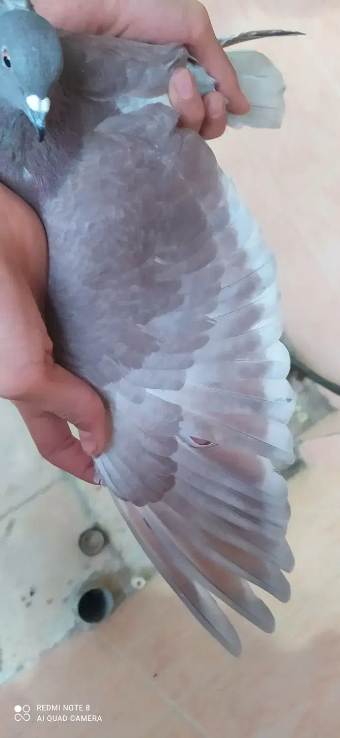 سرخ پرشی|پرنده|قرچک, زیبا شهر|دیوار