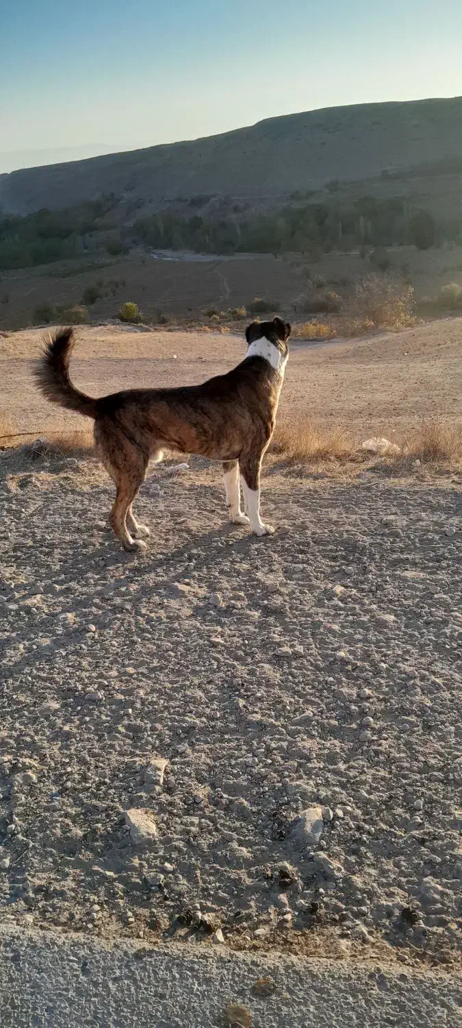 سگ خراسان|حیوانات مزرعه|فاروج, |دیوار