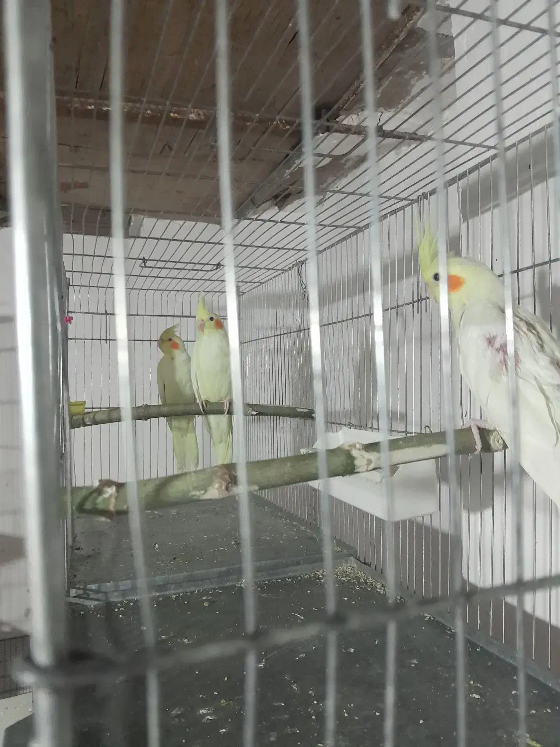 طوطی لوتینو عروس نیم دستی|پرنده|اقبالیه, |دیوار