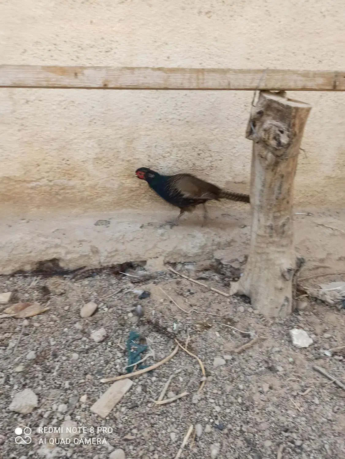 مرغ آمریکایی و پاکستانی|پرنده|بهبهان, |دیوار