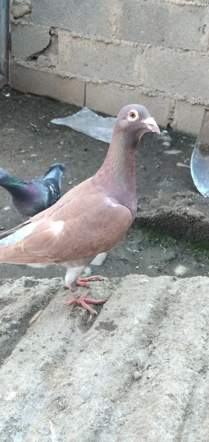 کبوتر مسافتی|پرنده|تاتار علیا, |دیوار