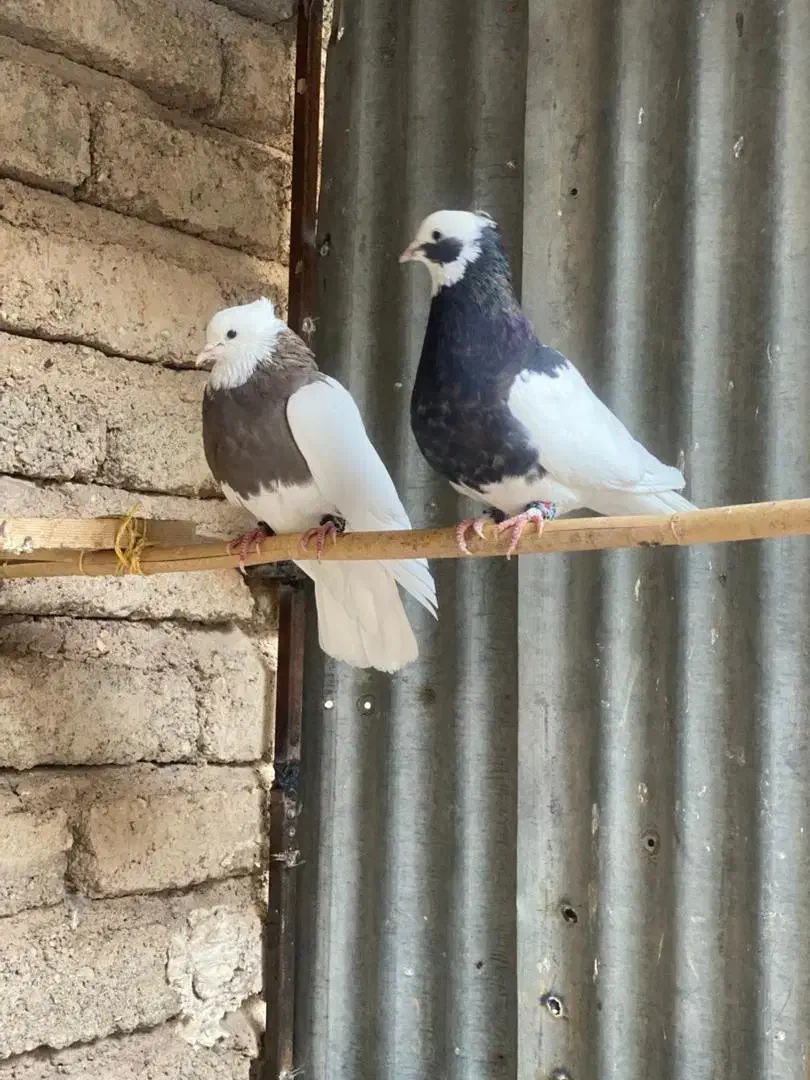 کبوتررنگی خوشکل|پرنده|داراب, |دیوار