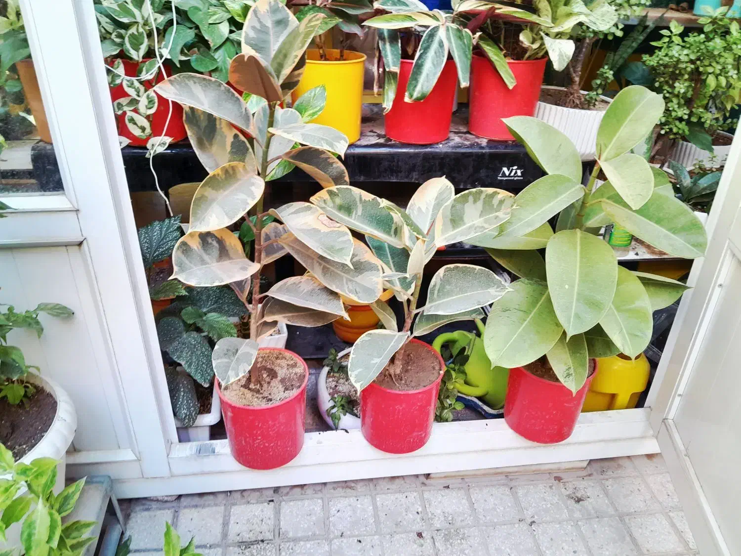 گلهای آپارتمانی|گل و گیاه طبیعی|کرمانشاه, |دیوار