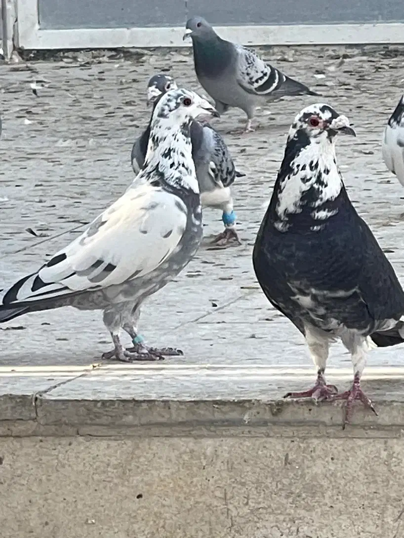 کبوتر|پرنده|فردوسیه, |دیوار