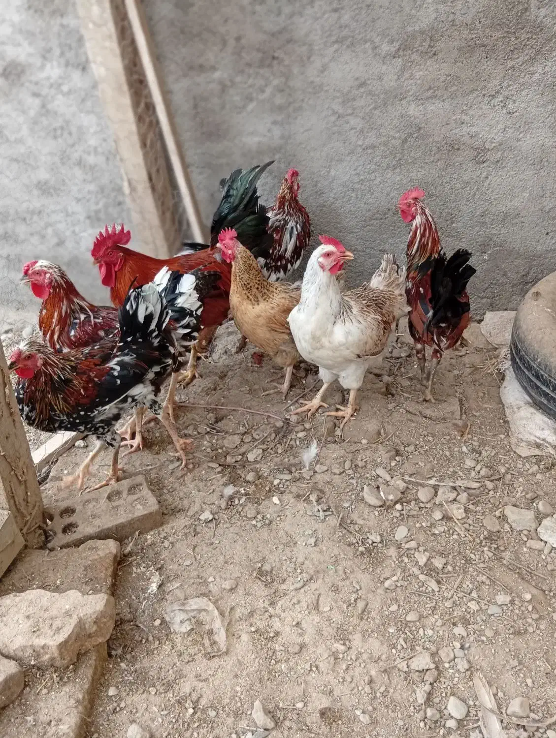 مرغ و خروس محلی و گلین|حیوانات مزرعه|سیجوال, |دیوار