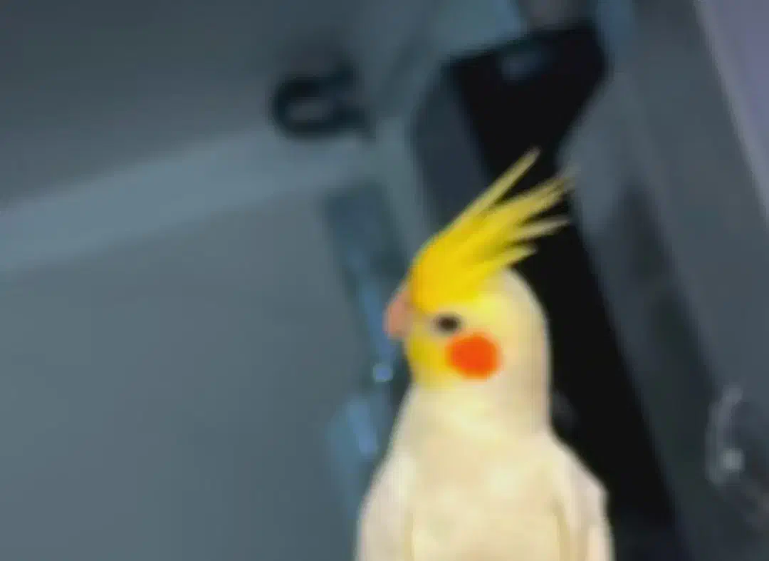 ده میلیون   عروس هلندی|حیوانات|فسا, |دیوار