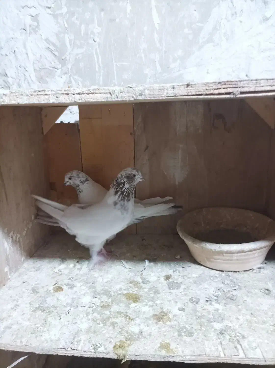 کفتر تیر ماهی ۸جفت هم خال|پرنده|گلستان (تهران), |دیوار