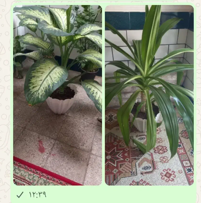 گل دیفن و ذرتی|گل و گیاه طبیعی|فیروزآباد (فارس), |دیوار