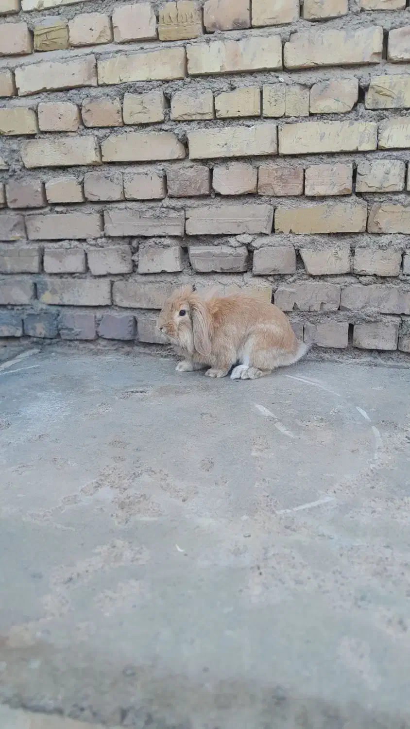 خرگوش لپی تپل|موش و خرگوش|بوژگان, |دیوار