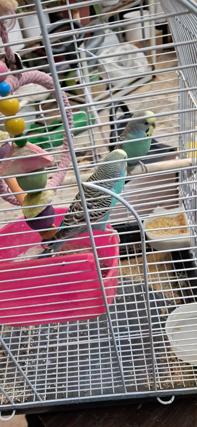 مرغ عشق|پرنده|مشهد, موسوی قوچانی|دیوار