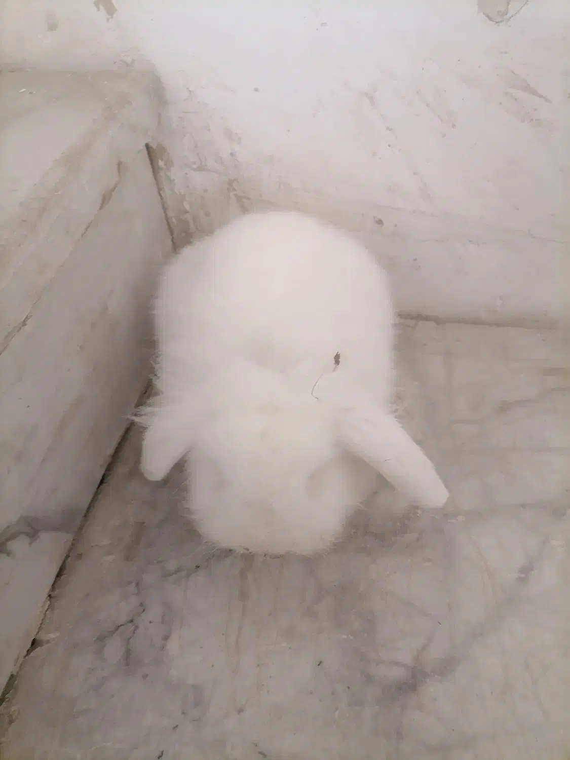 خرگوش لوپ سفید چشم شرابی|موش و خرگوش|تایباد, |دیوار