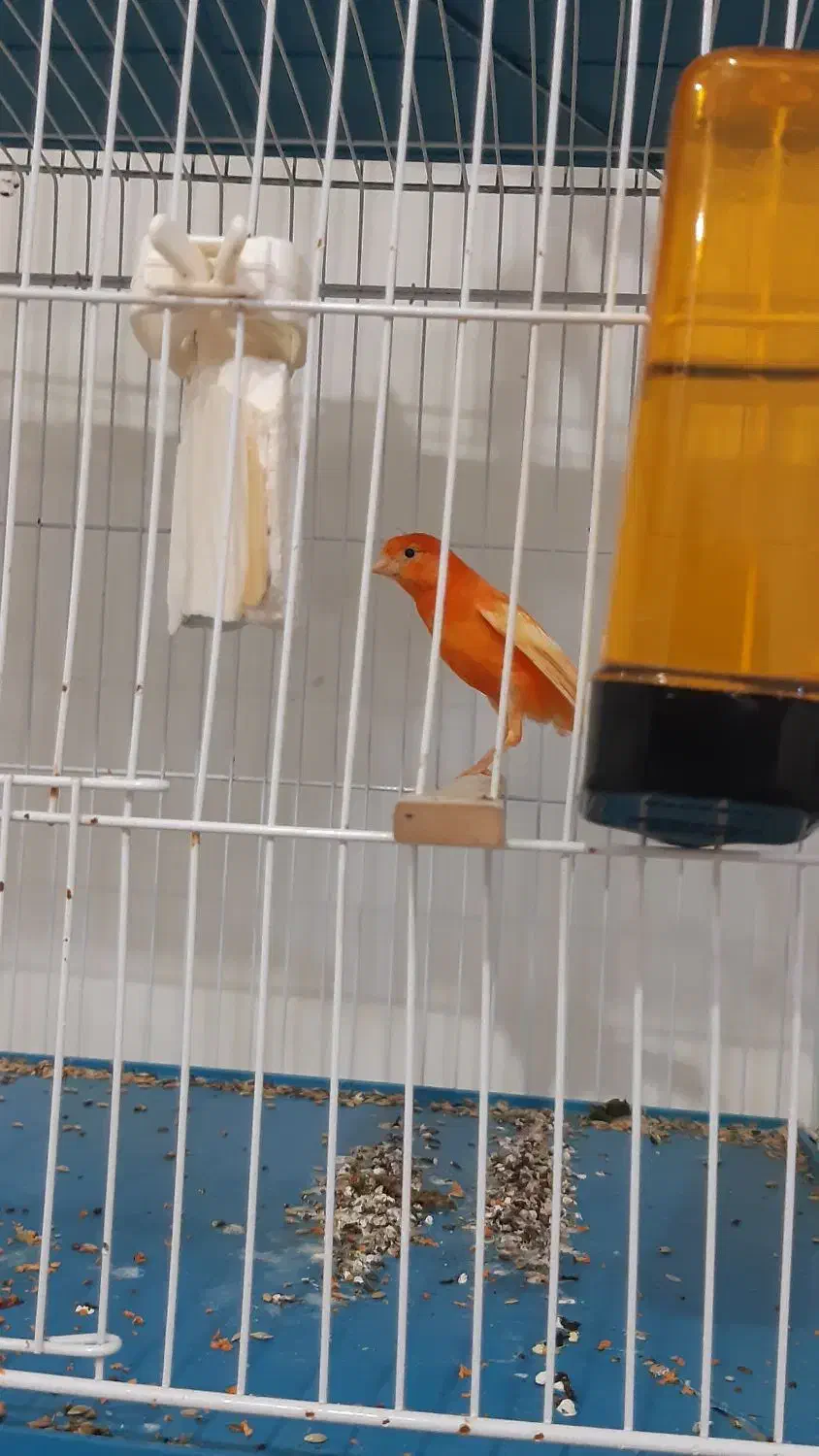 نردهن زن|پرنده|بوشهر, |دیوار