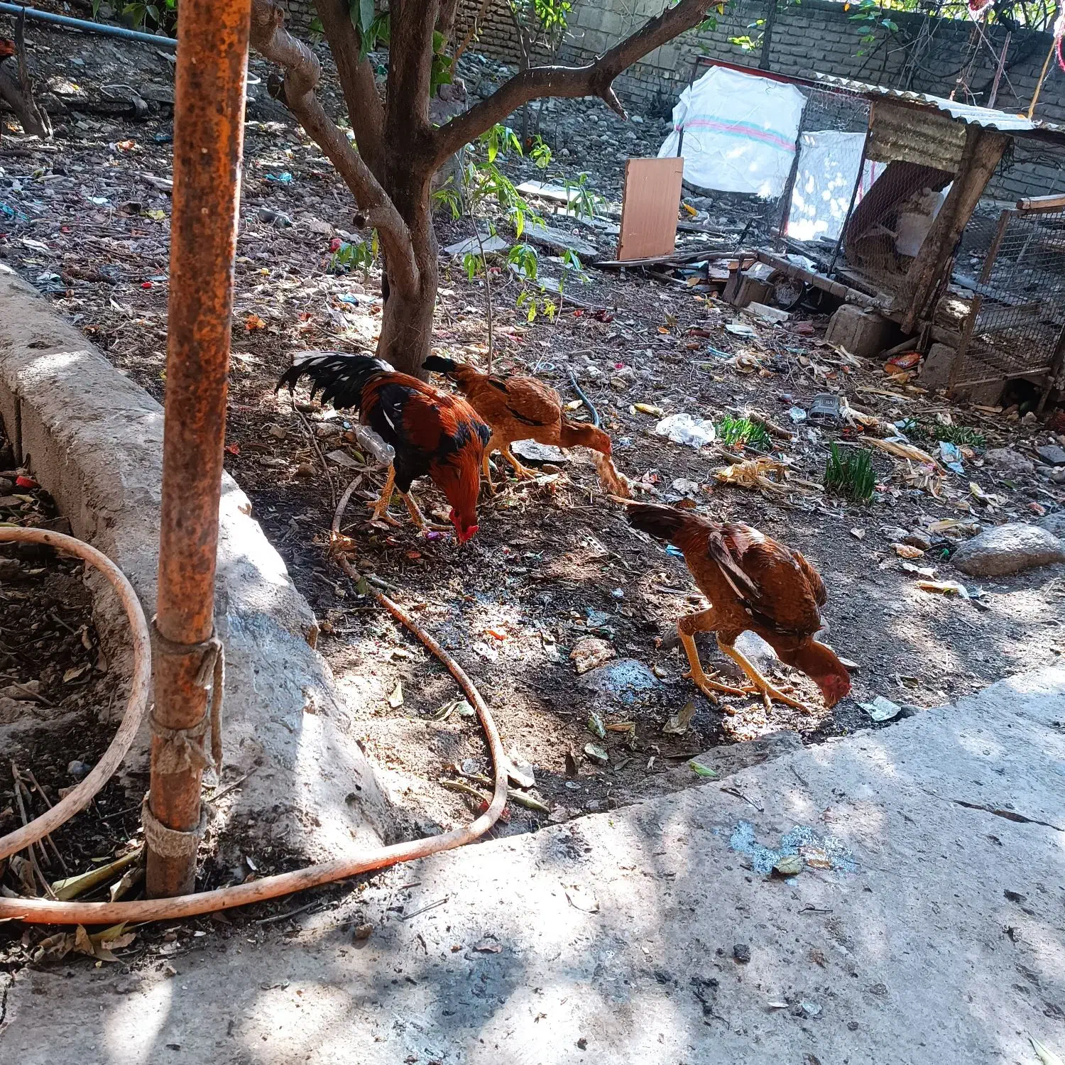 مرغ خروس لاری|حیوانات مزرعه|نگین شهر, |دیوار