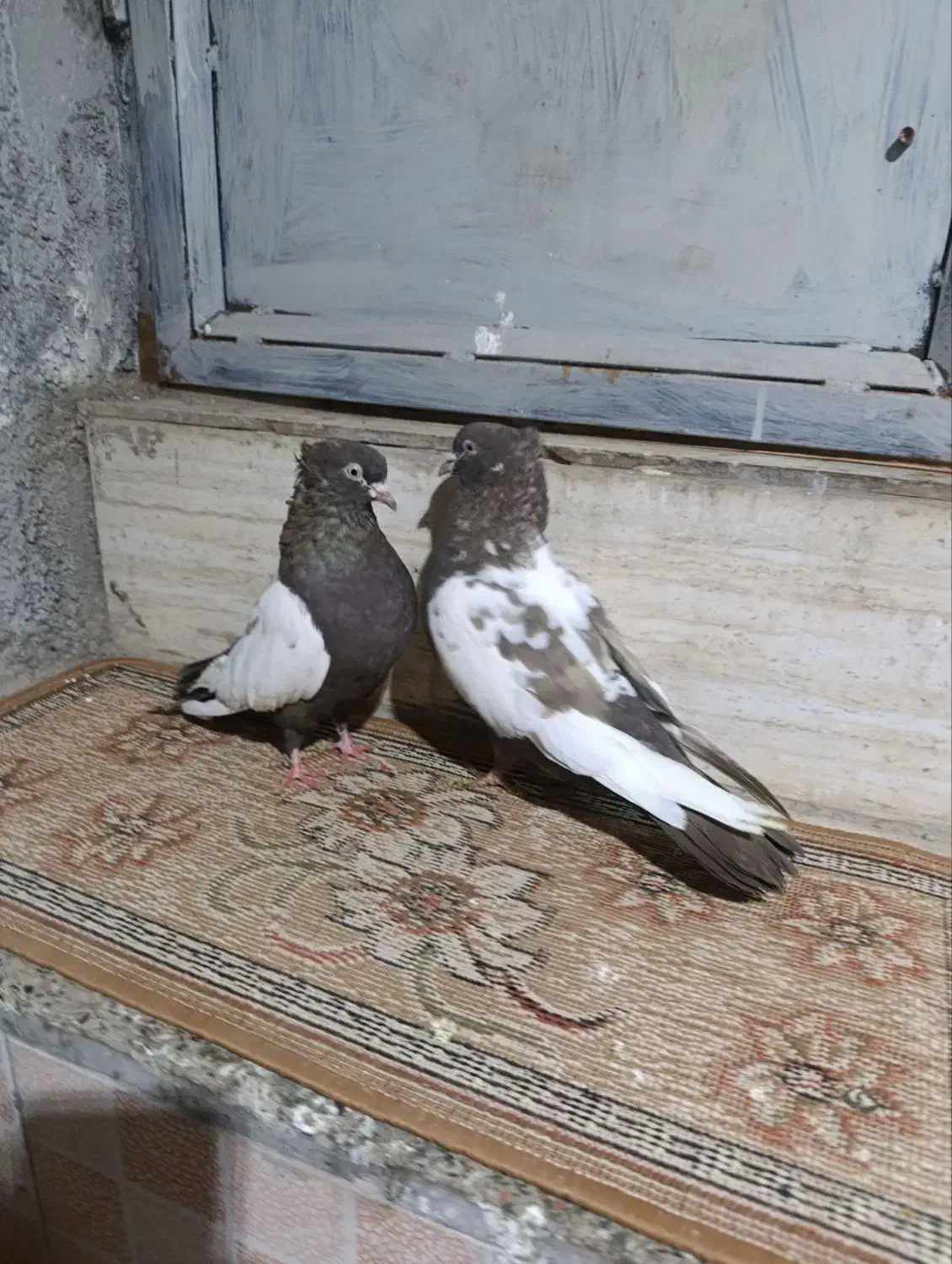 فروش‌کبوتر‌سینلی‌|پرنده|میانه, |دیوار