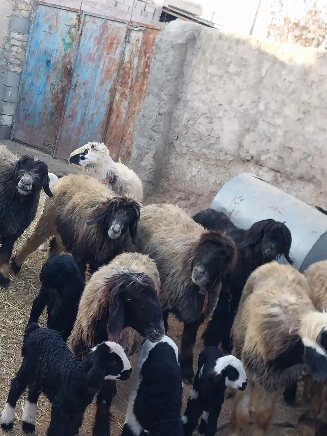 میش وبره ترکی بختیاری روزگاری|حیوانات مزرعه|کربال, |دیوار