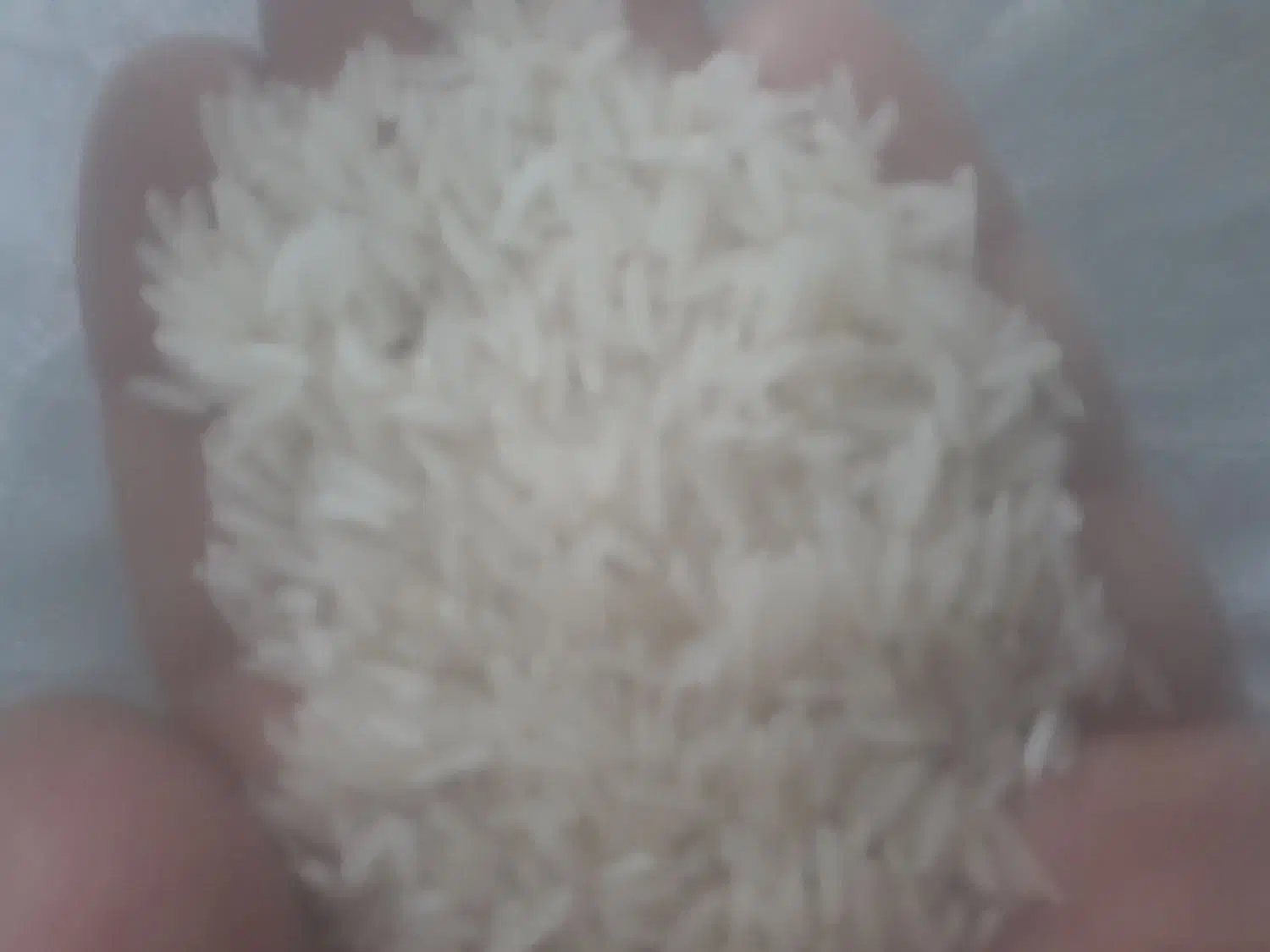 برنج فجر سوزنی|خوردنی و آشامیدنی|بندر ترکمن, |دیوار