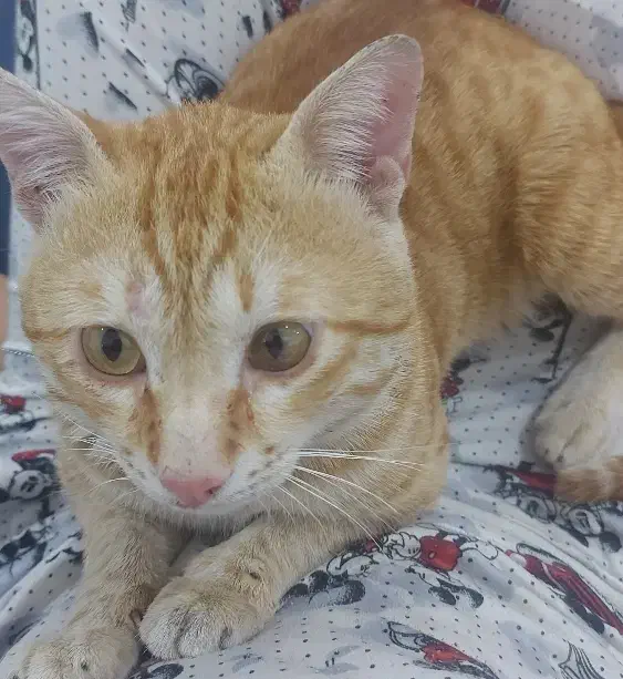 گربه گمشده|حیوانات|آبادان, |دیوار