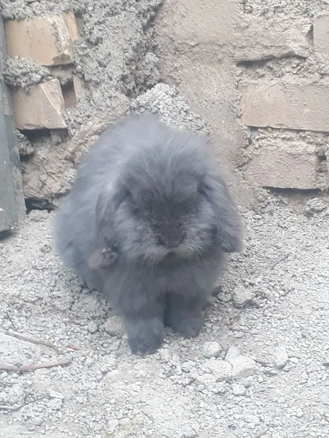 خرگوش|موش و خرگوش|گنبد کاووس, |دیوار