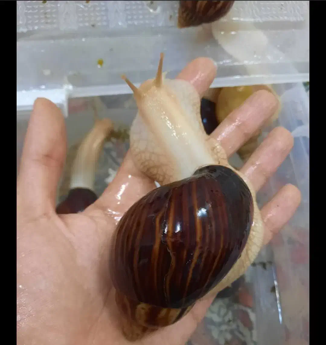 حلزون مارژیناتا ایماکولاتا|خزنده|اصفهان, چرخاب|دیوار