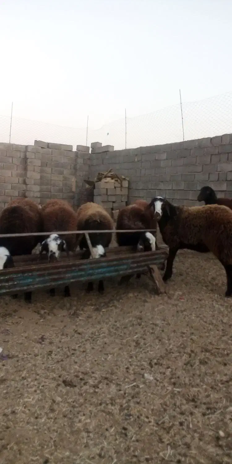 بره ماده|حیوانات مزرعه|رشتخوار, |دیوار