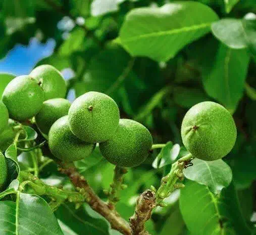 ارائه و تولید گردو لارا|خدمات باغبانی و درختکاری|نهبندان, |دیوار