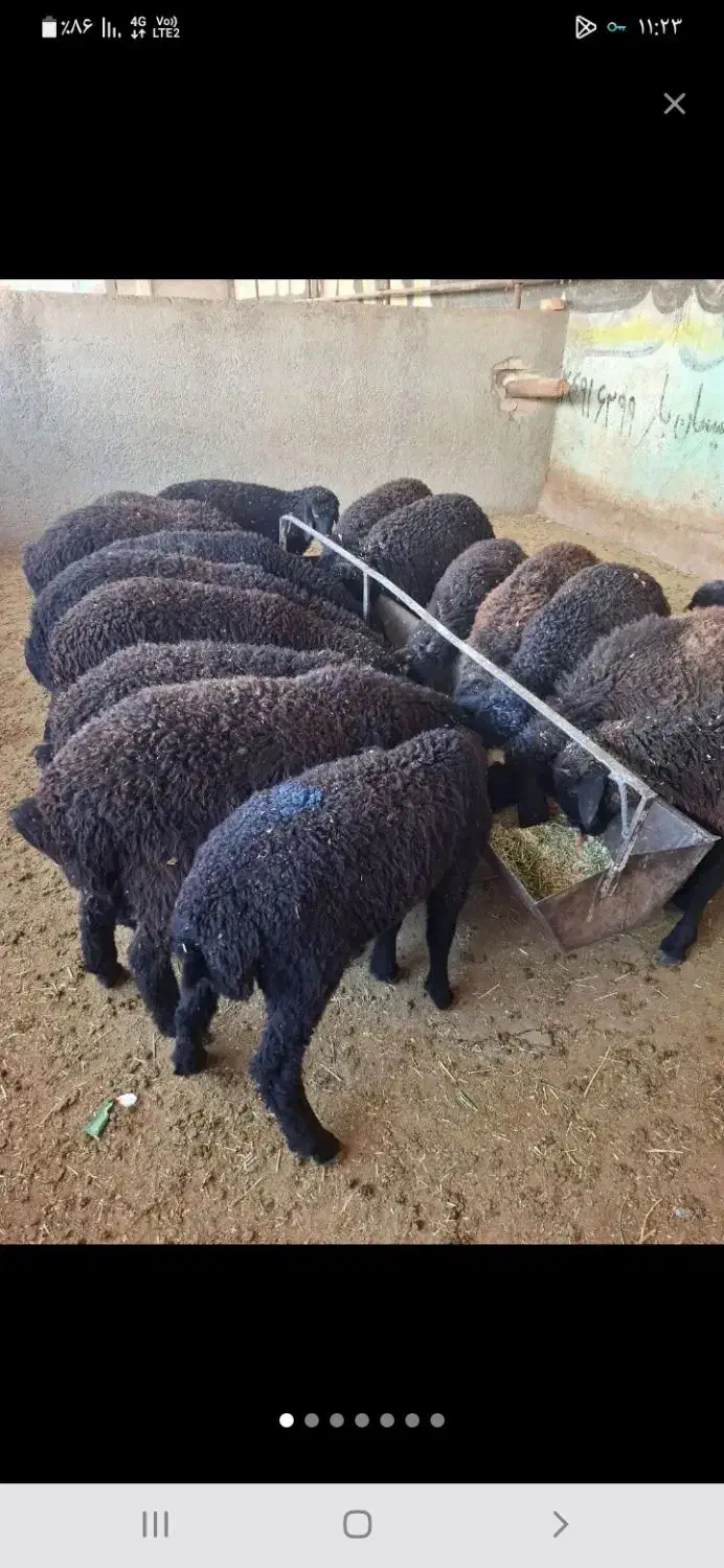 بره ماده ریز جفتی ۵۰ کیلو|حیوانات مزرعه|پاکدشت, پاکدشت (مامازند)|دیوار