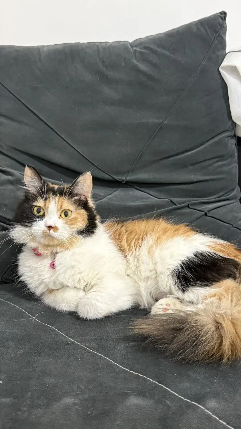 گمشده|حیوانات|نقده, |دیوار