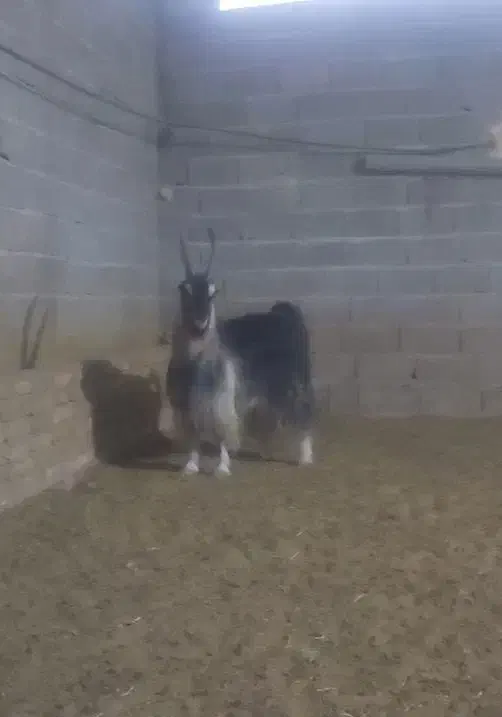 کهره نر|حیوانات مزرعه|نیر (یزد), |دیوار