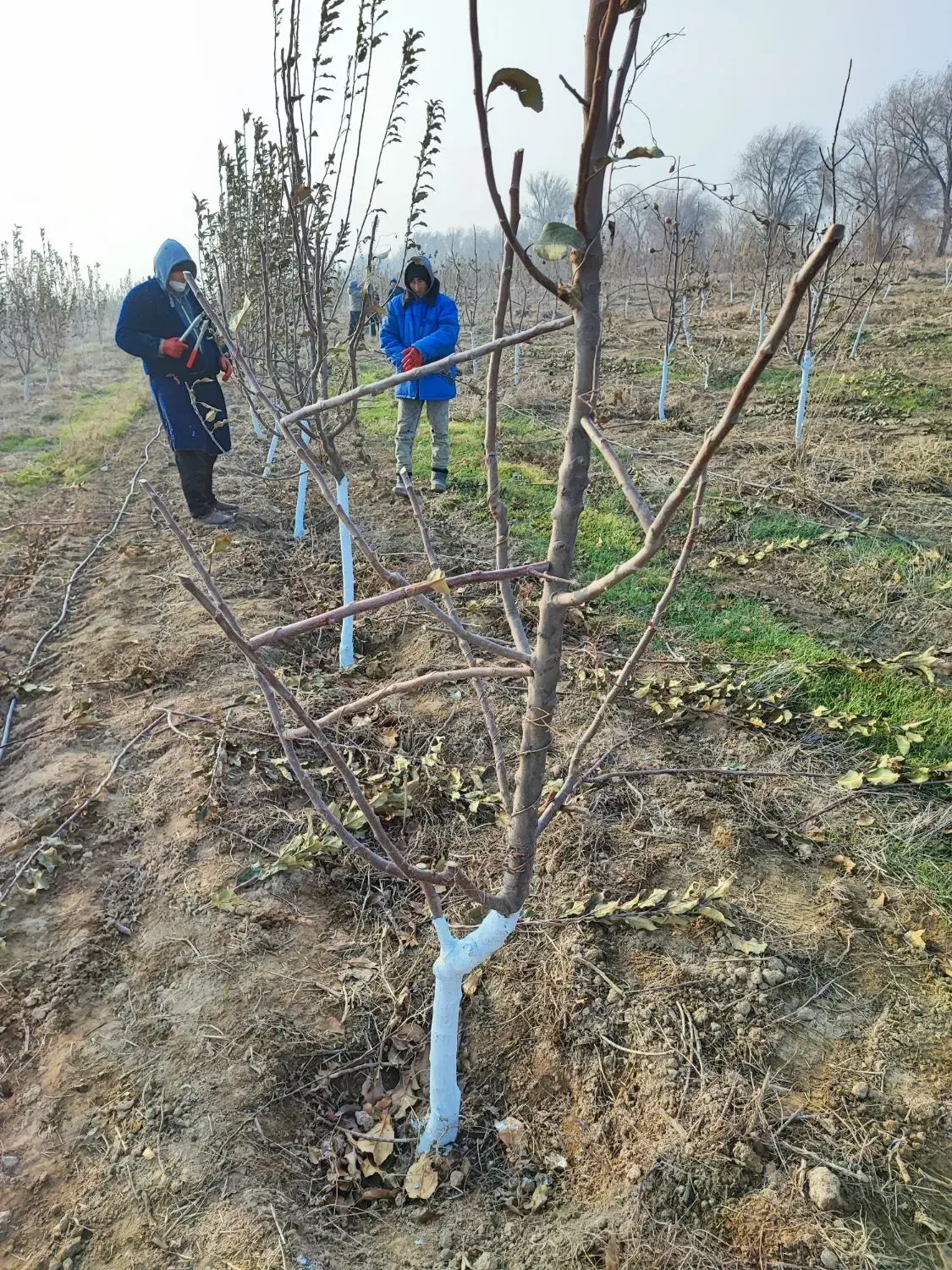 خدمات درختان میوه|خدمات باغبانی و درختکاری|اراک, |دیوار