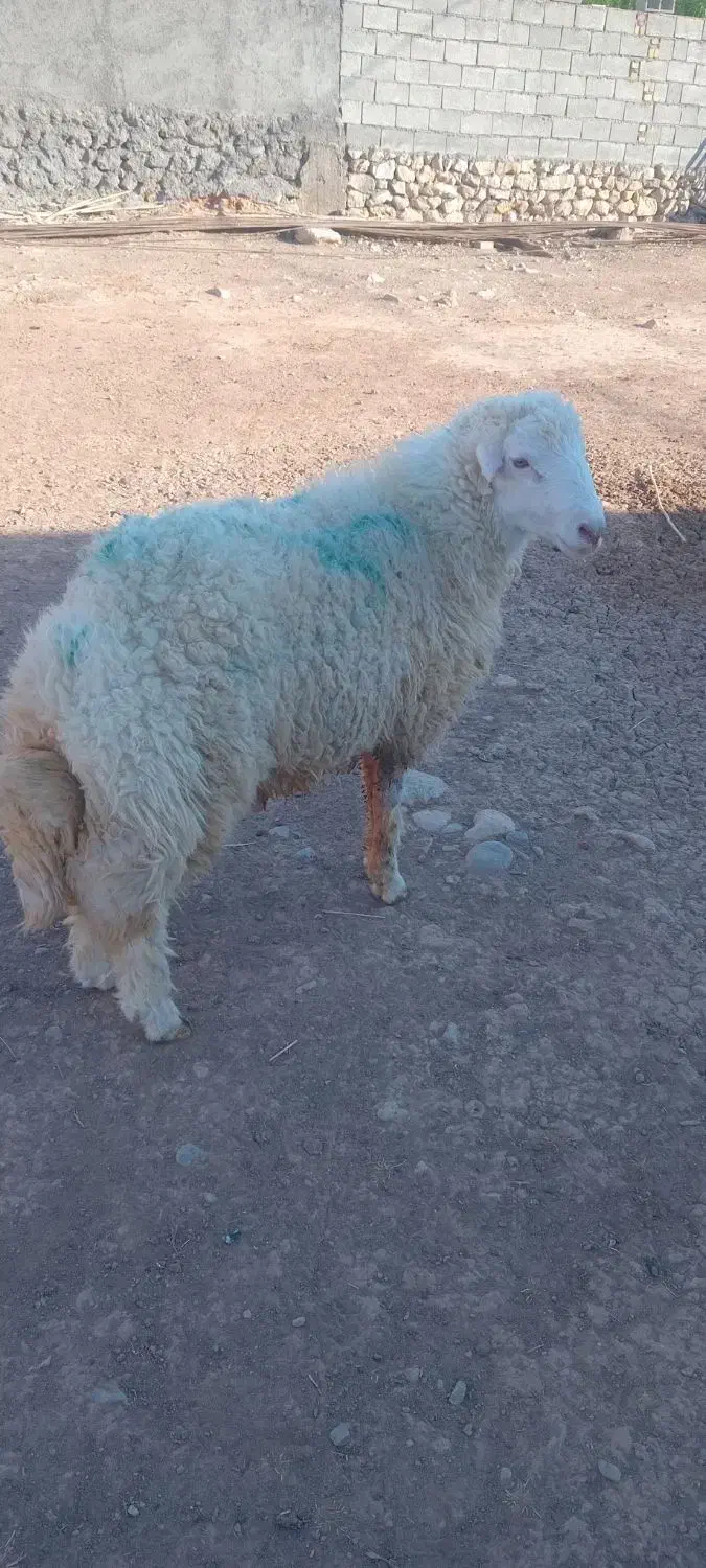 بره قوچ|حیوانات مزرعه|هندمینی, |دیوار