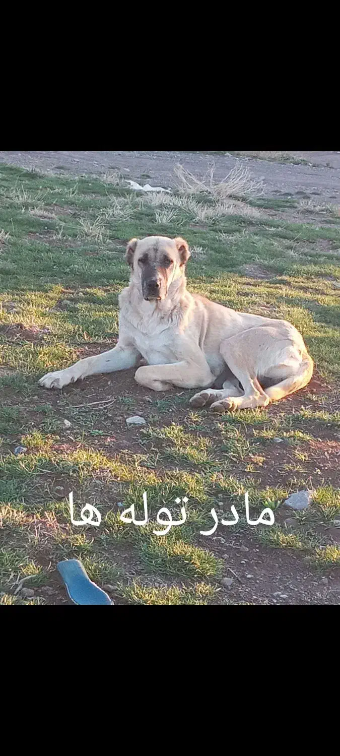 دو قلاده توله سگ خراسانی اصیل۲ماهه|سگ|مشهد, انقلاب|دیوار