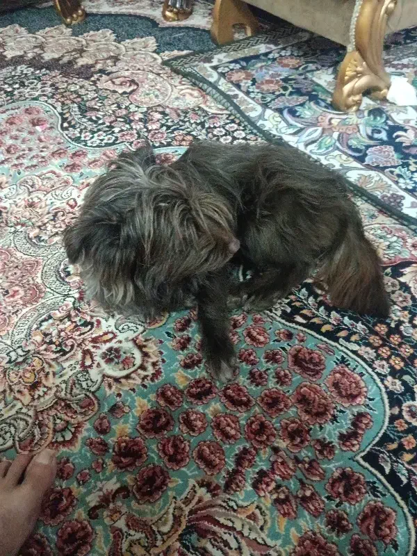 واگذاری سگ|سگ|پرند, فاز ۶|دیوار