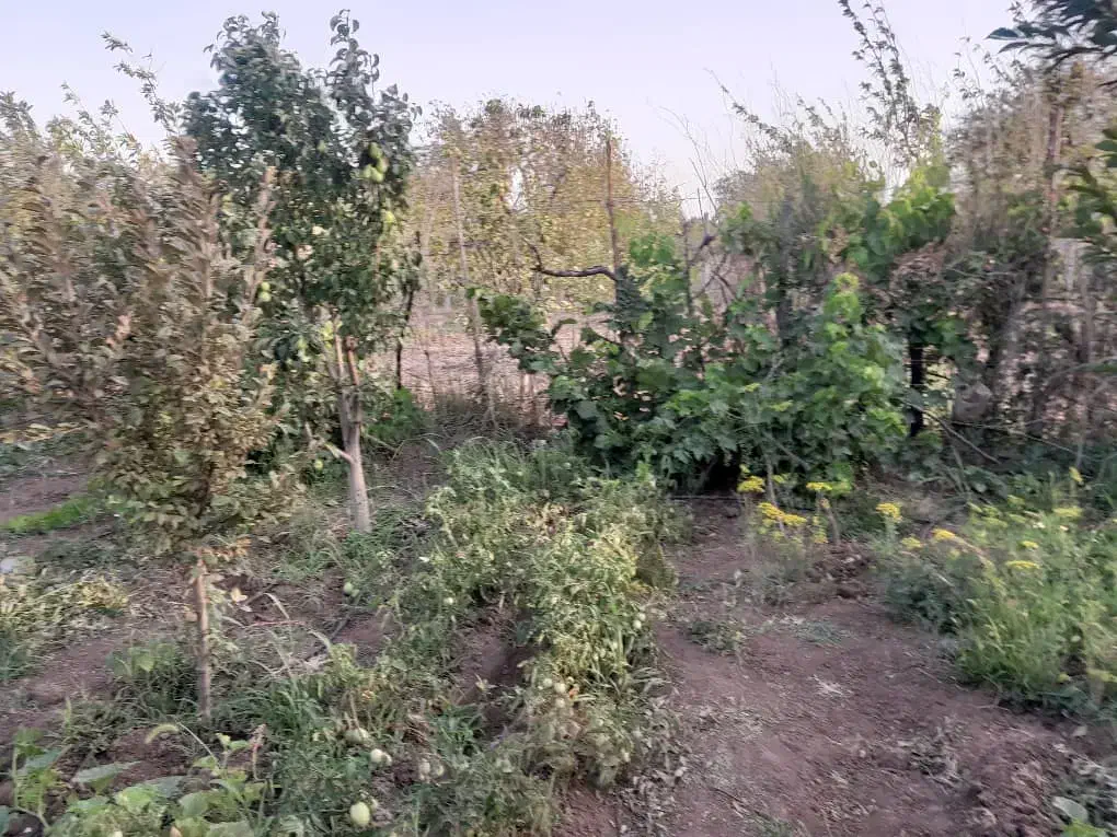 باغ نقلی با سند رسمی|فروش زمین و ملک کلنگی|قزوین, |دیوار
