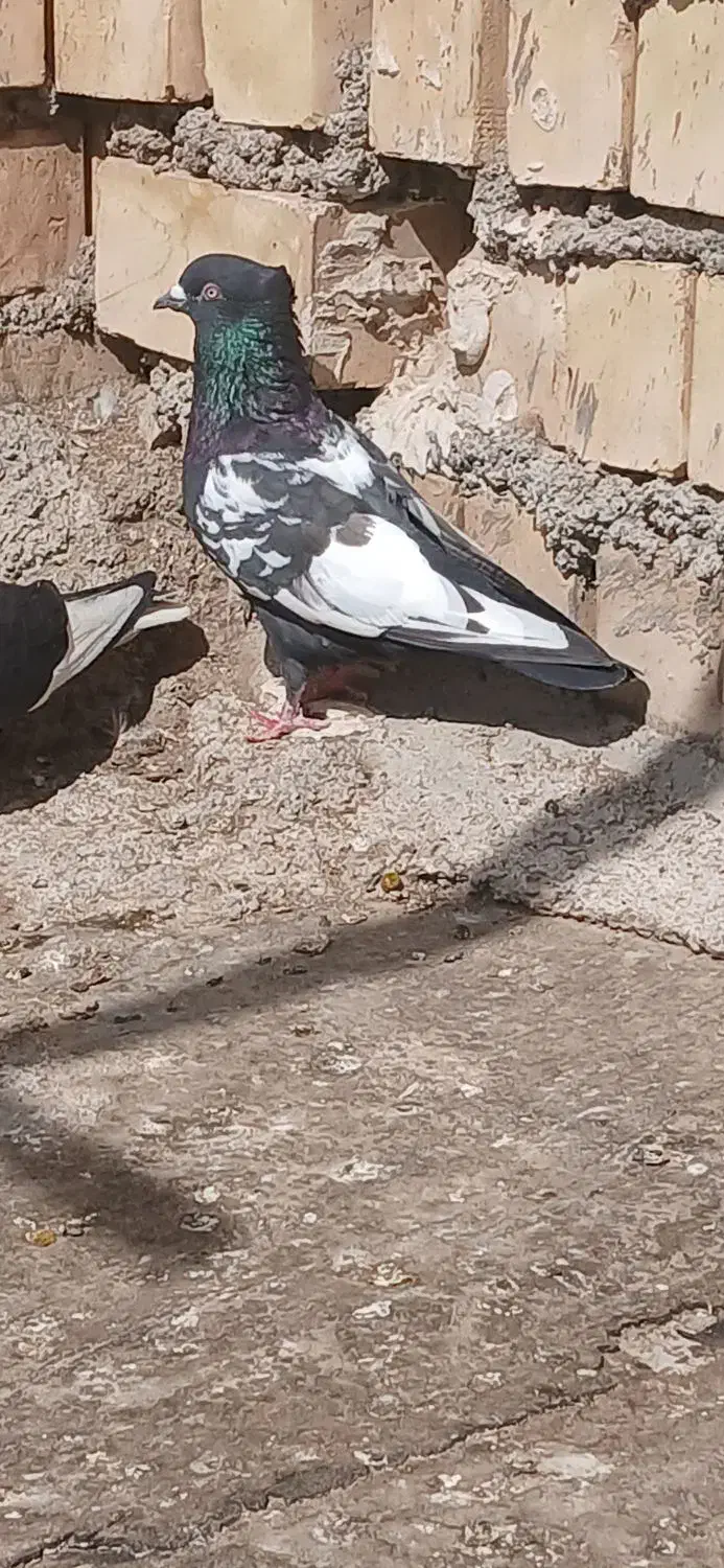 کفتر|پرنده|خرمشهر, |دیوار