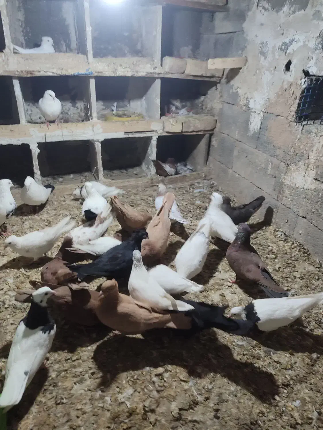 کفتر یا کبوتر|پرنده|خنجین, |دیوار