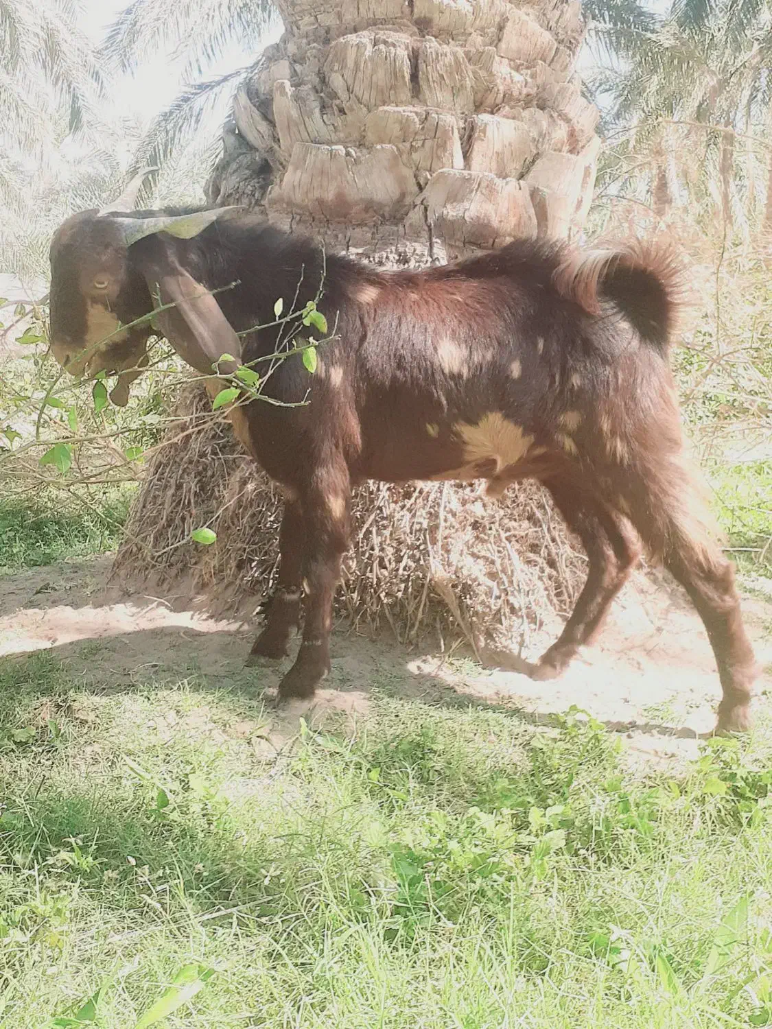 دوتا عدد چپش (نری)  ویک کیسه|حیوانات مزرعه|گنبکی, |دیوار