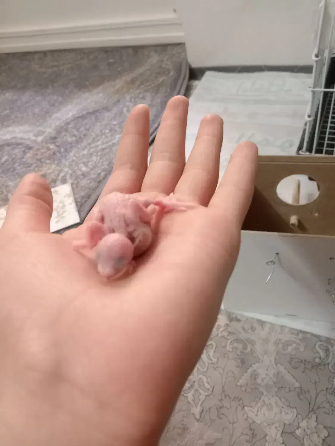 مرغ عشق با قفس|پرنده|باقرشهر, |دیوار