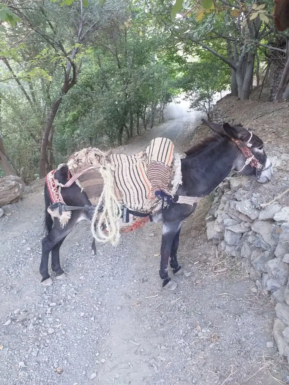 الاغ نر خر|حیوانات مزرعه|سنندج, |دیوار