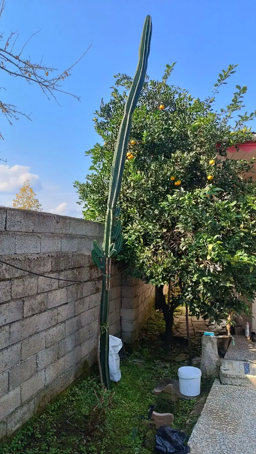 کاکتوس درختی|گل و گیاه طبیعی|شلمان, |دیوار