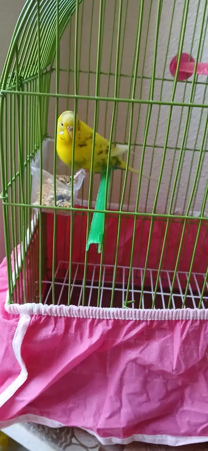 مرغ عشق ۸ ما هه ماده زیبا و خوش رنگ|پرنده|شاهین‌شهر, شهرک گلدیس|دیوار