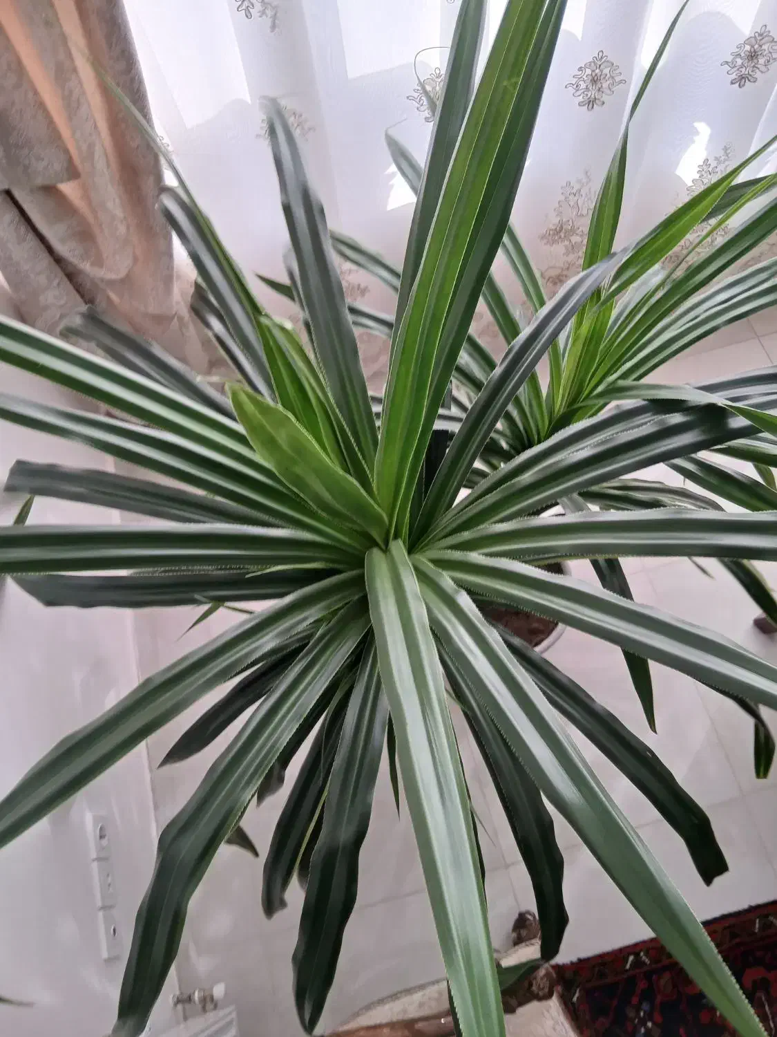 گل زینتی مخصوص فضای بزرگ|گل و گیاه طبیعی|سراب, |دیوار