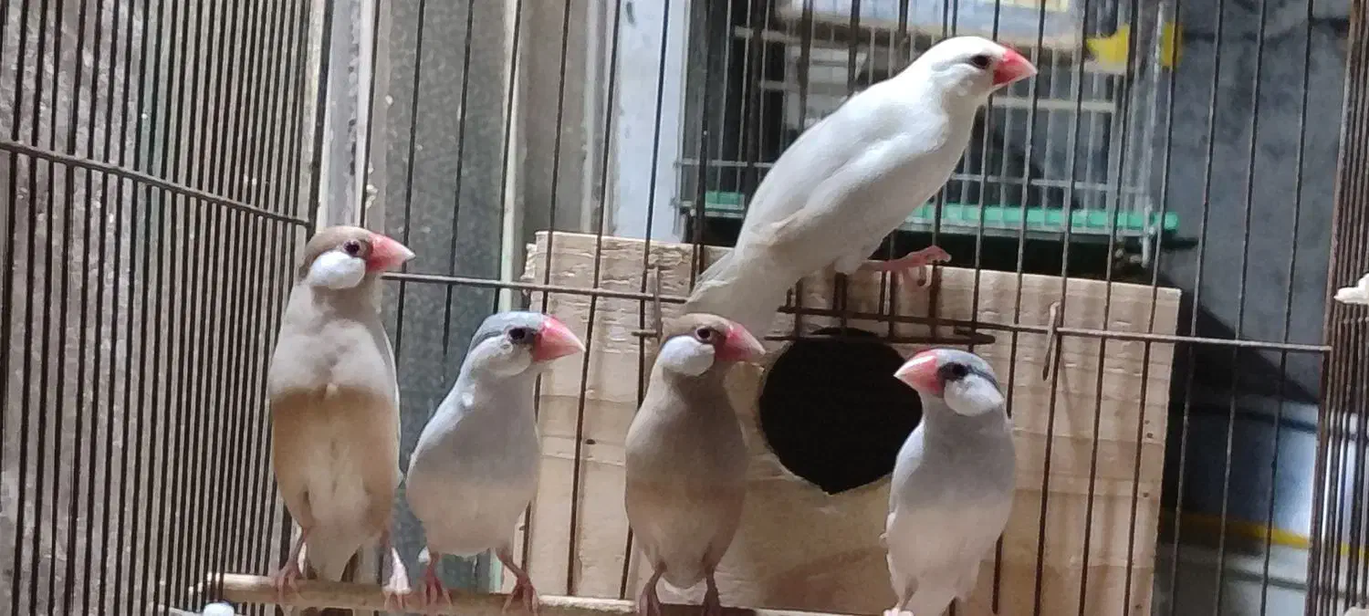 فنچ نرگسی ..و زبرا|پرنده|رشت, یخسازی|دیوار