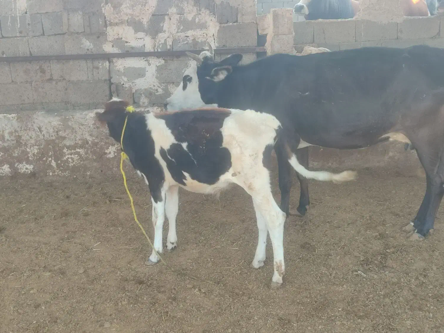 فروش گاو زاییده|حیوانات مزرعه|بندر کنگان, |دیوار
