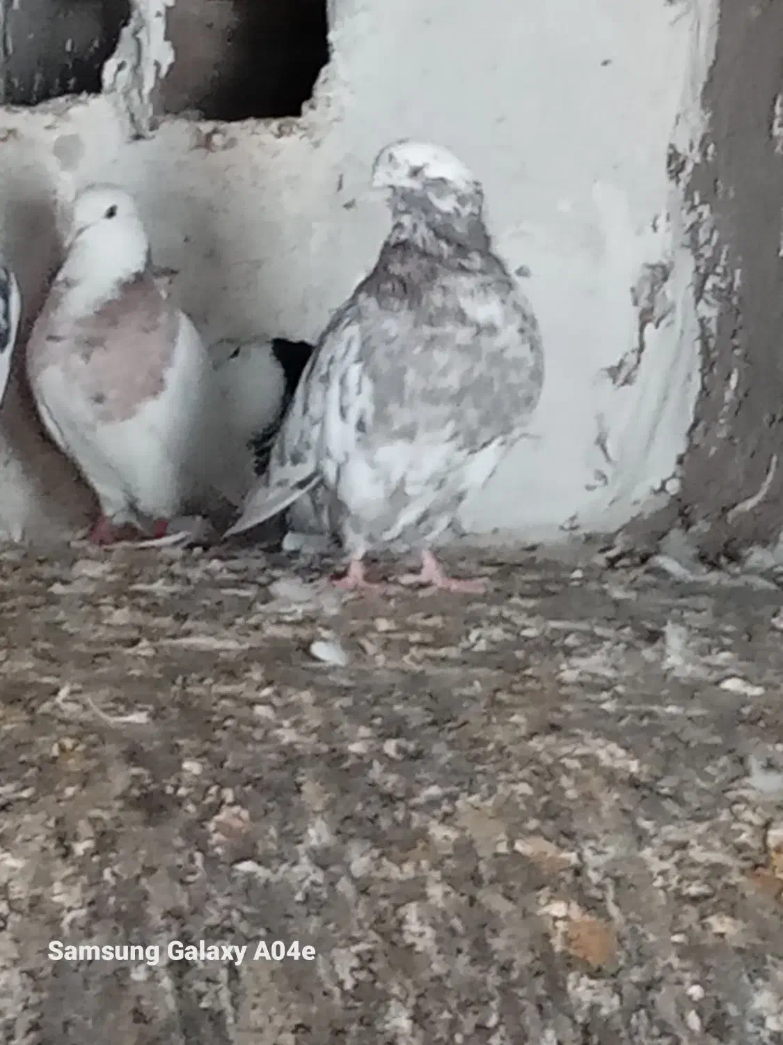 کبوتر طوقی و تهرانی|پرنده|خاوه, |دیوار