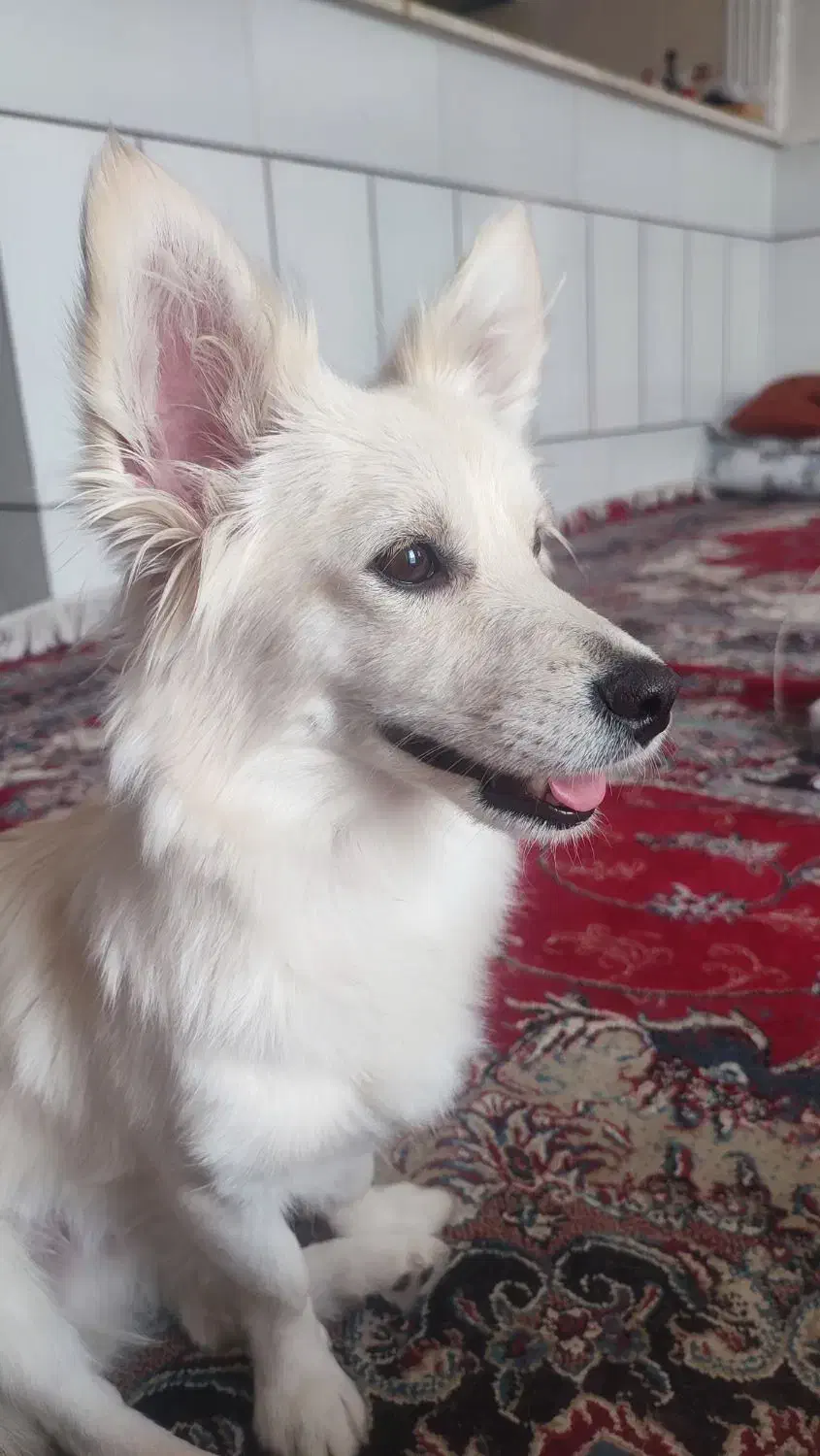 سگ تریر داشهوند تربیت شده فهمیده|سگ|سیرجان, |دیوار