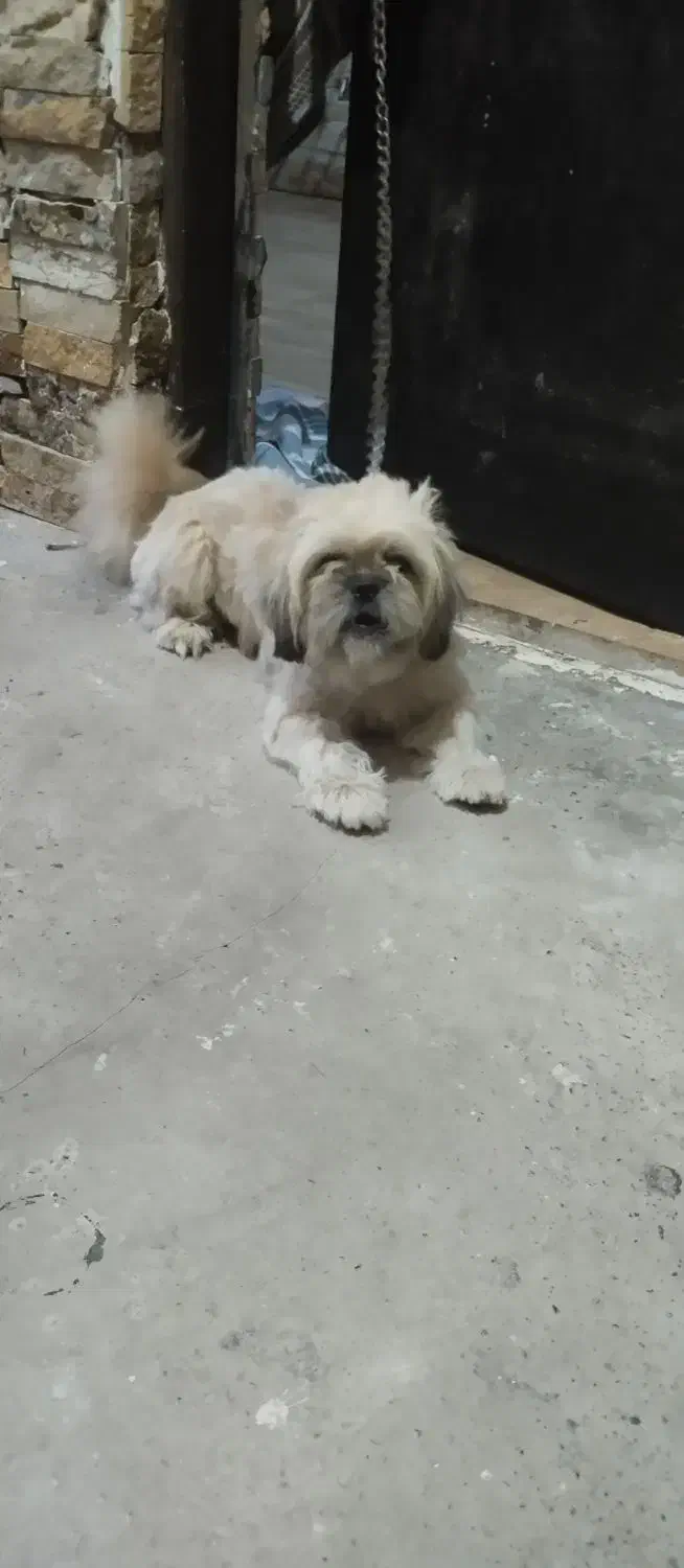 حیوان سگ شیتزو|سگ|فریدونکنار, |دیوار