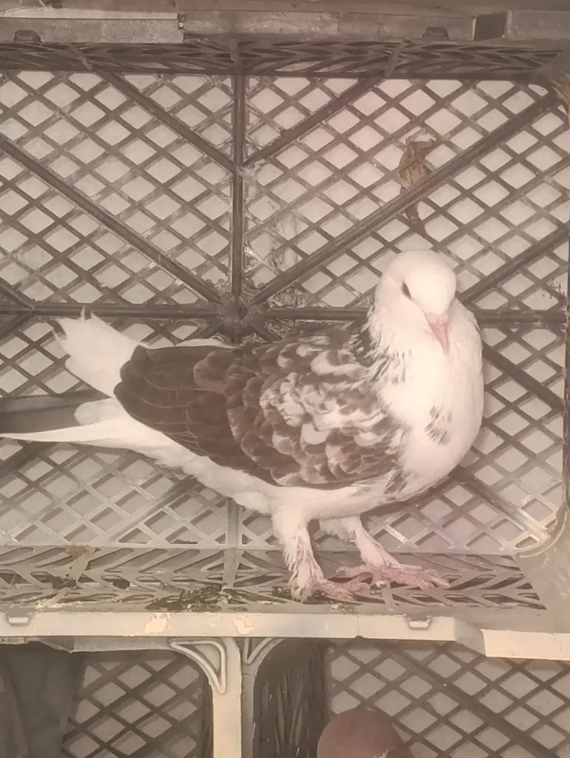 کبوتر خوش خال|پرنده|شاهین دژ, |دیوار